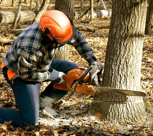 Tree Removal in Mccune, KS